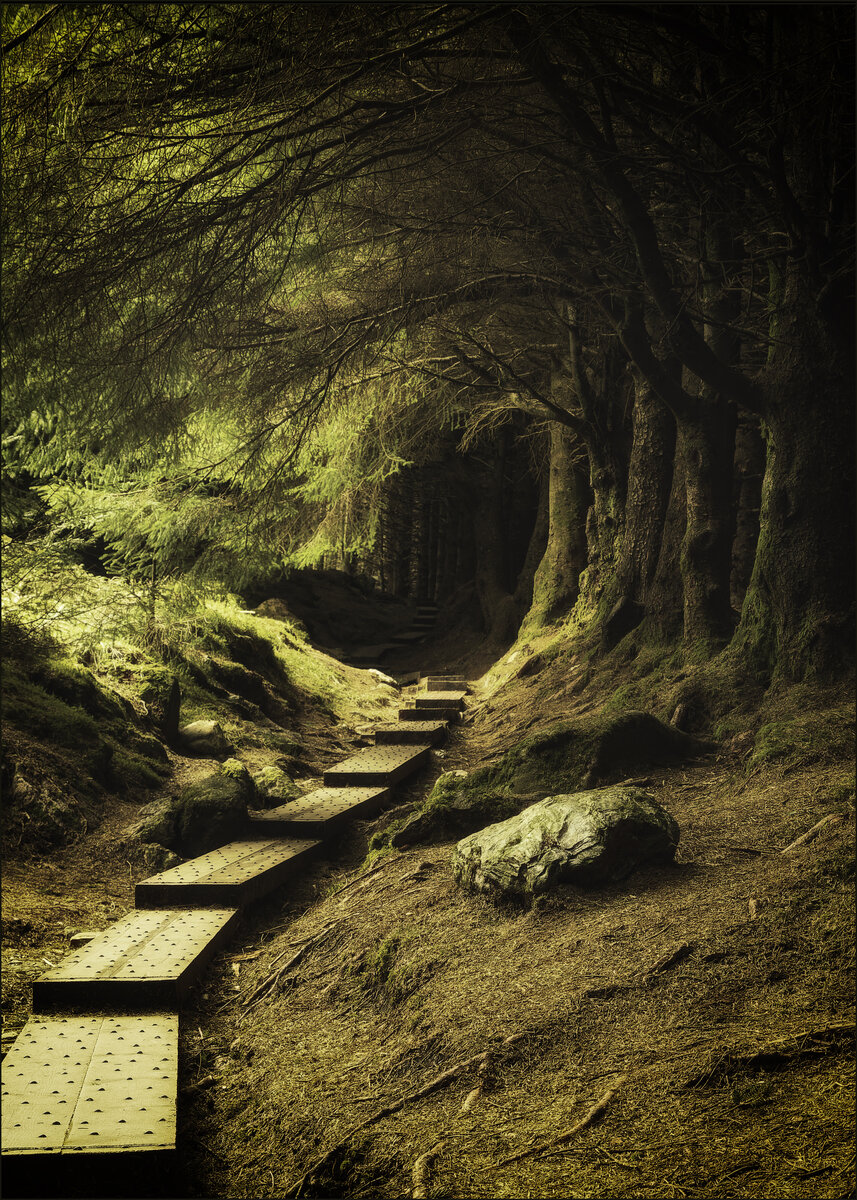 Woods three.jpg