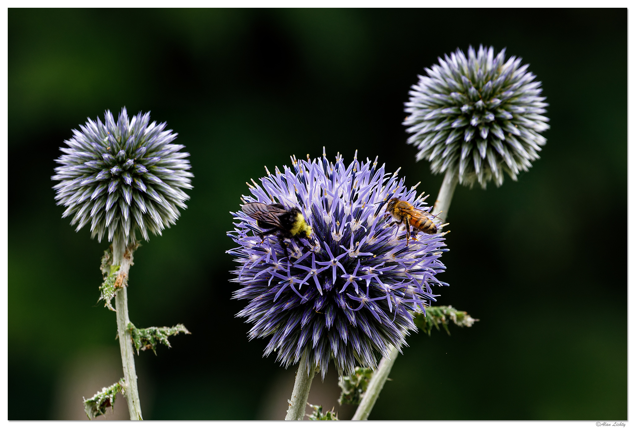 WW-BeeBumblerEchinops.jpg