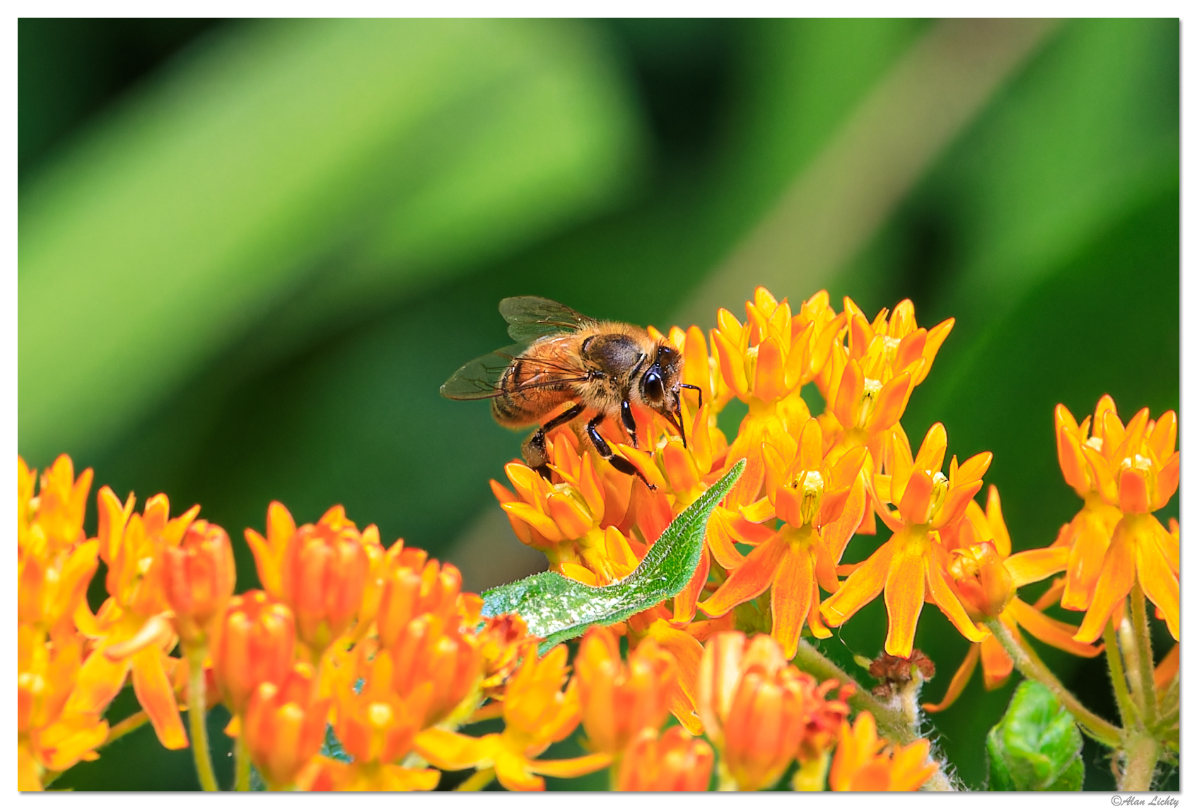 WW-beeButterFlyWeed072523.jpg