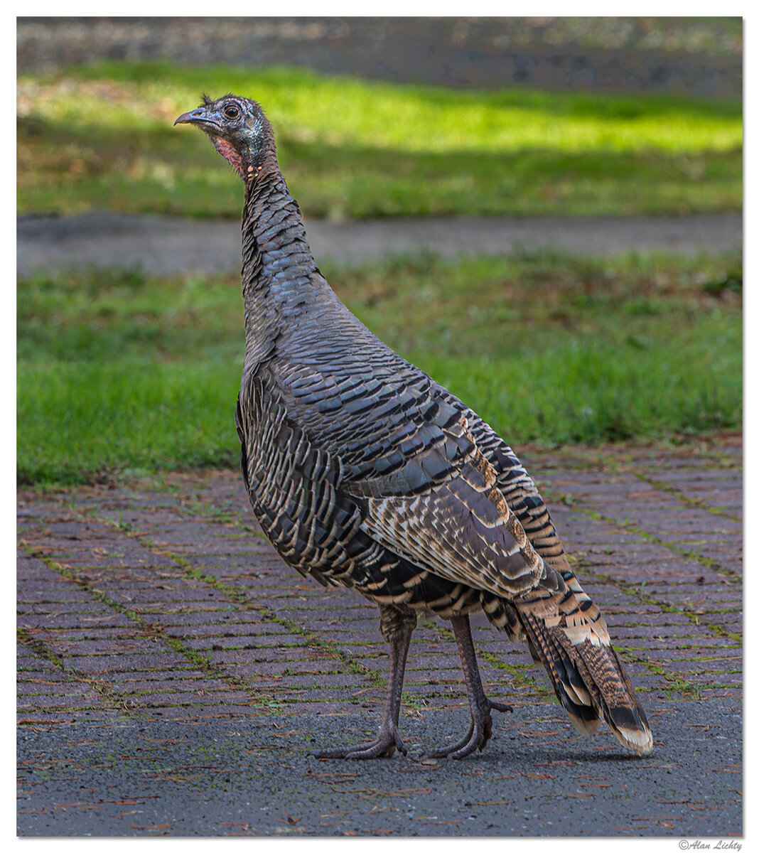 WW-BullardBeachTurkey120418.jpg