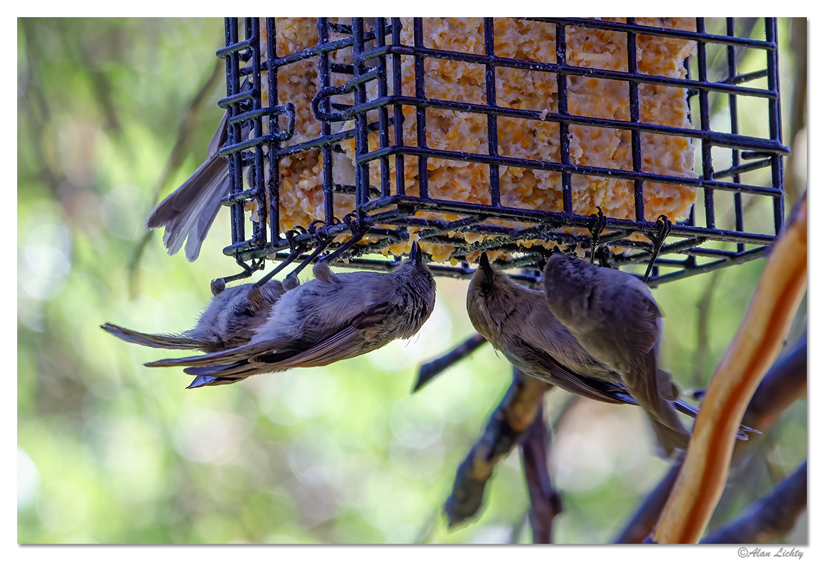 WW-Bushtits.jpg