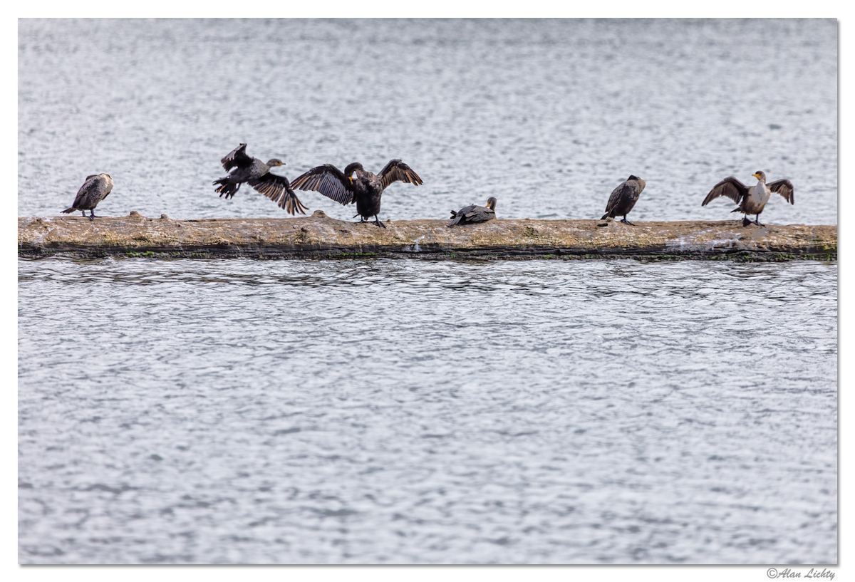 WW-FlorenceCormorants.jpg
