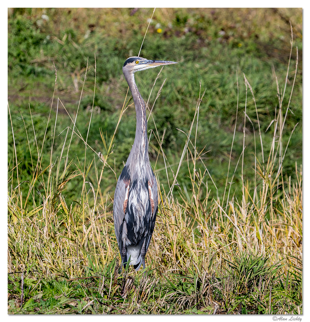 WW-GBH-RWR6D.jpg