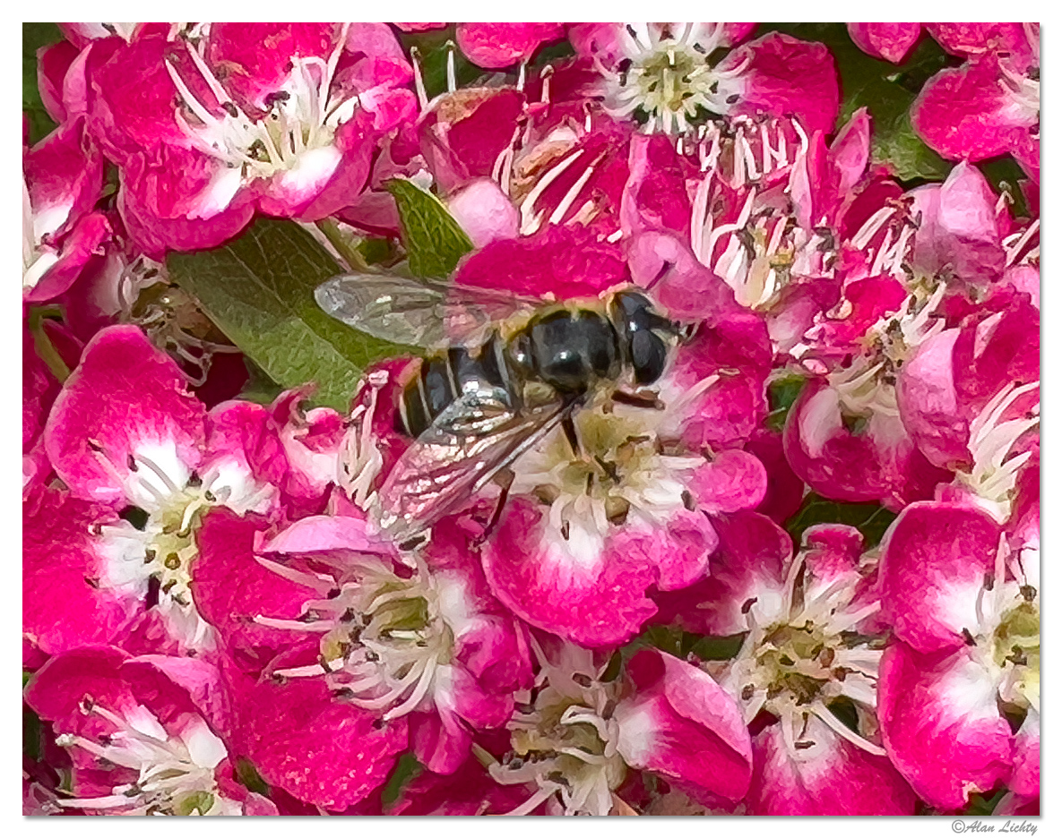WW-HawthornBee.jpg