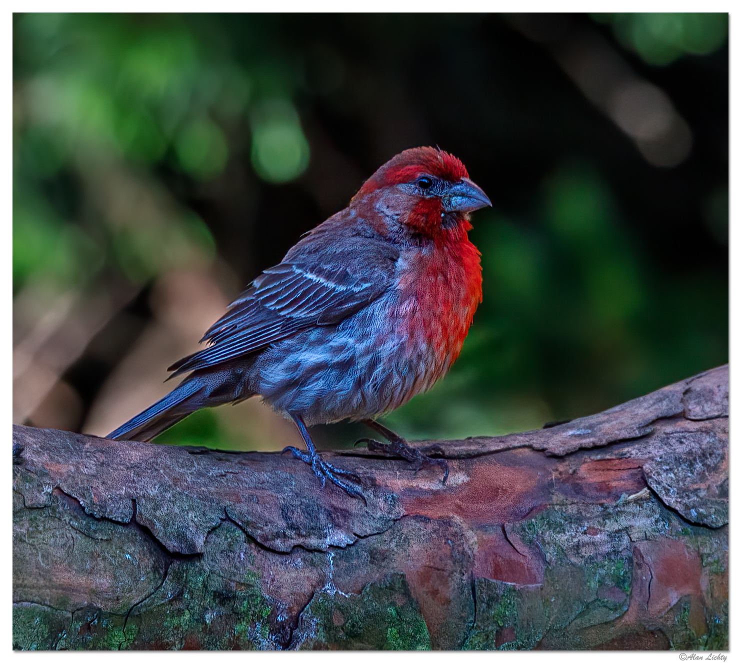 WW-HouseFinch.jpg