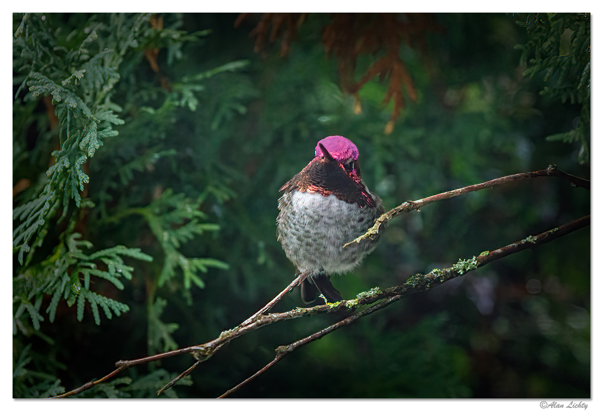 WW-OfficeHummer.jpg