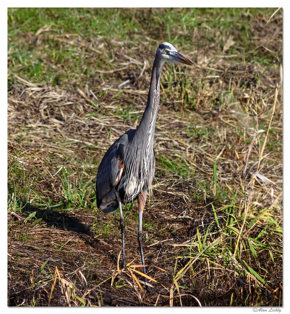 WW-RWFHeron.jpg