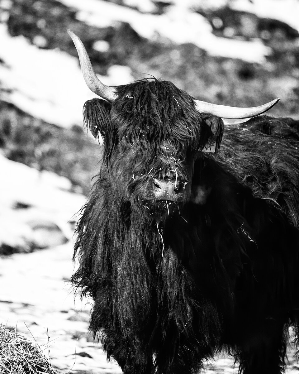 Yak2NoiseSharpNikBW.jpg
