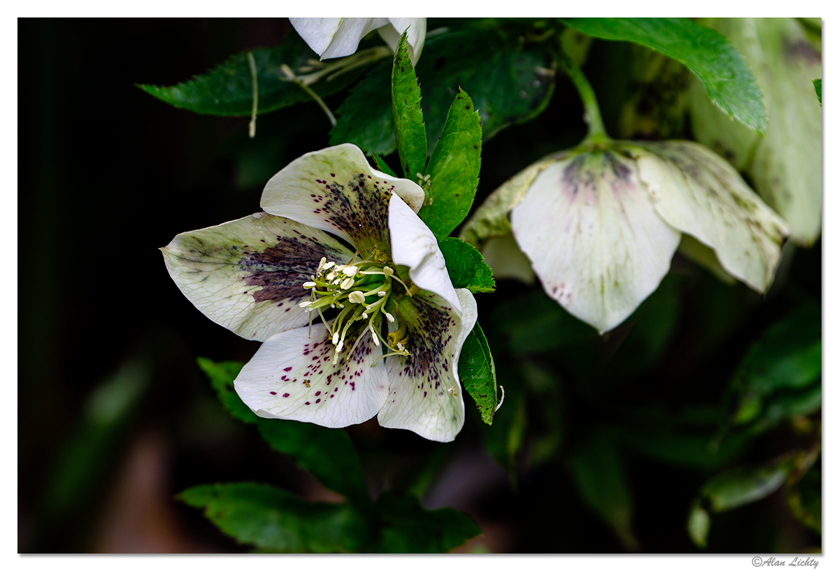 YB-Helleborus2.jpg