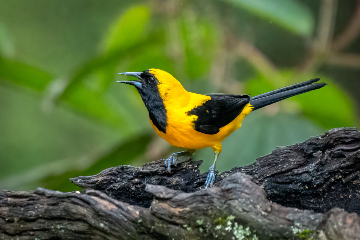 Yellow-backed Oriole -.jpg
