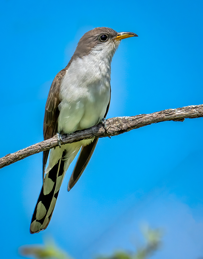 Yellow-billed cuckoo-08985-Edit-Edit.jpg