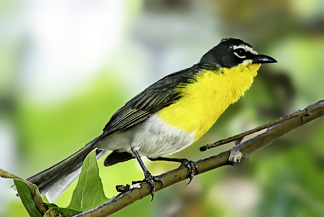 Yellow-breasted Chat II.jpg