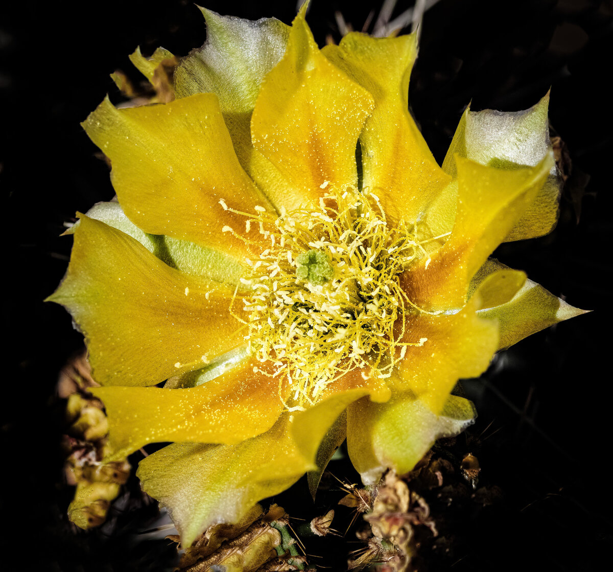 Yellow Cactus flower.jpg