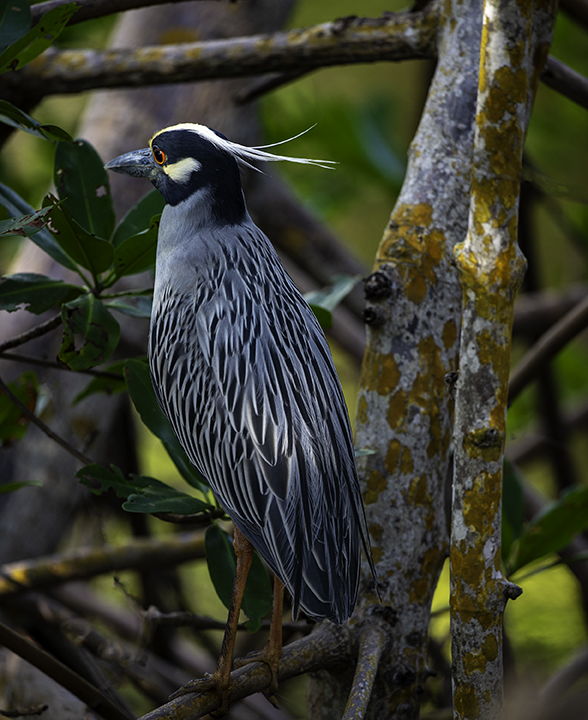 Yellow-crowned Night Heron IV.jpg