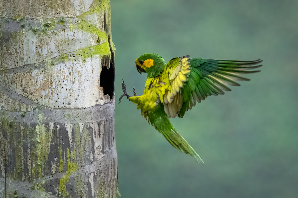 Yellow-eared parrot-02810-Edit.jpg