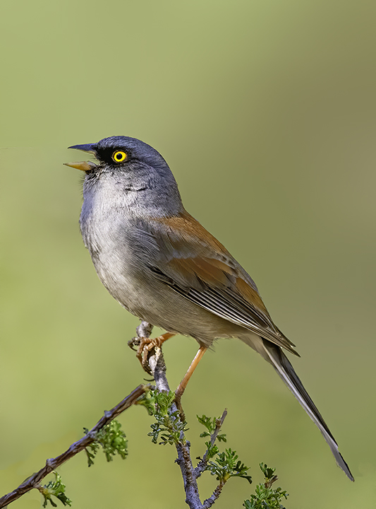 Yellow-eyed Junco Madera Canyon.jpg