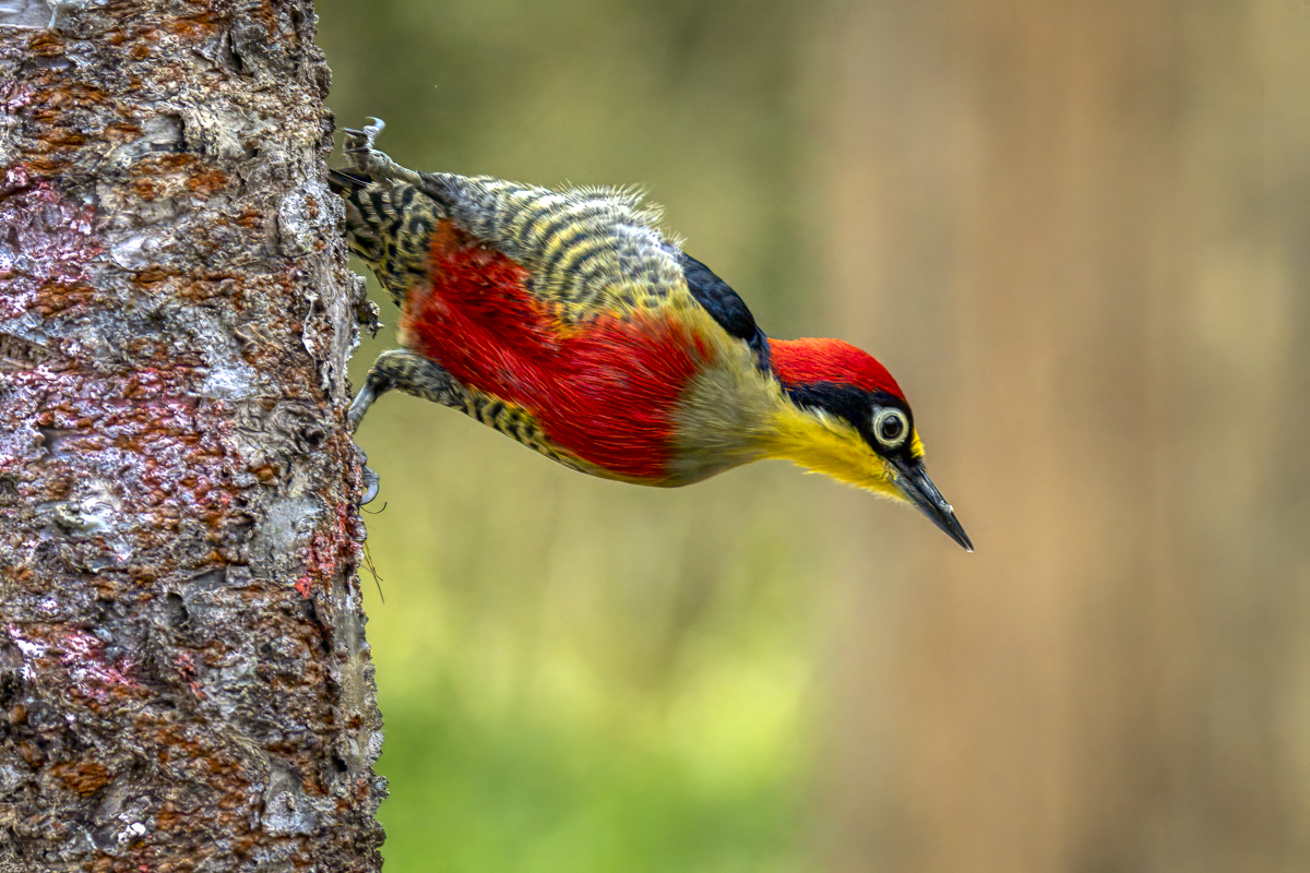 Yellow-fronted Woodpecker-09412-Edit.jpg