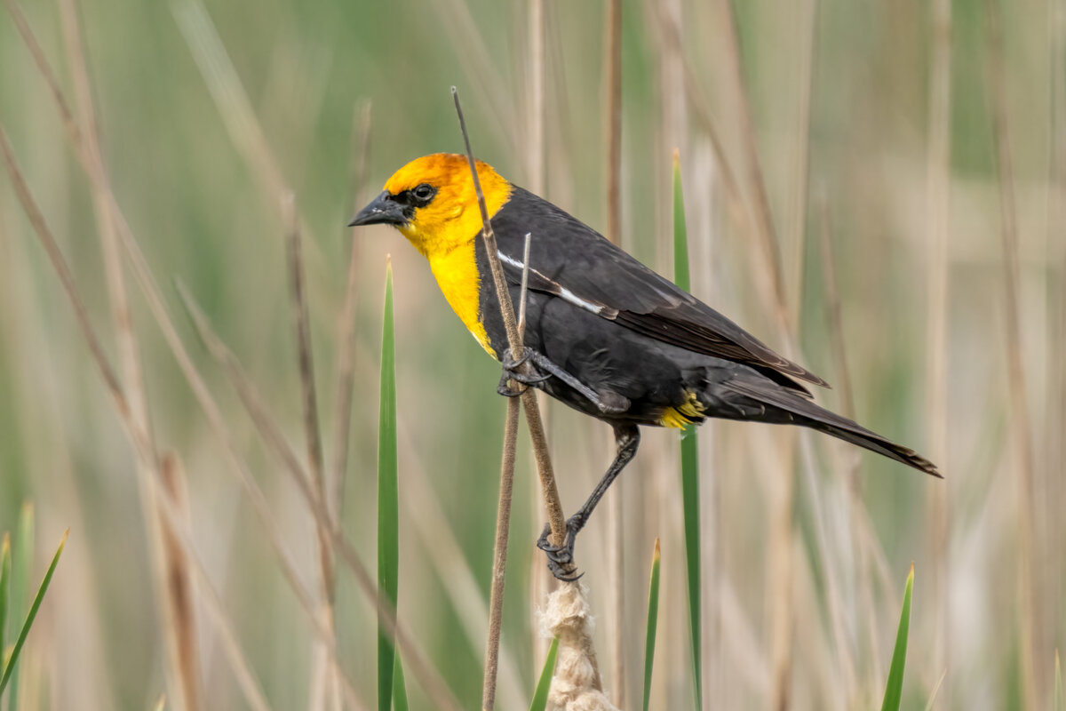 Yellow-headed blackbird-06968-Edit.jpg