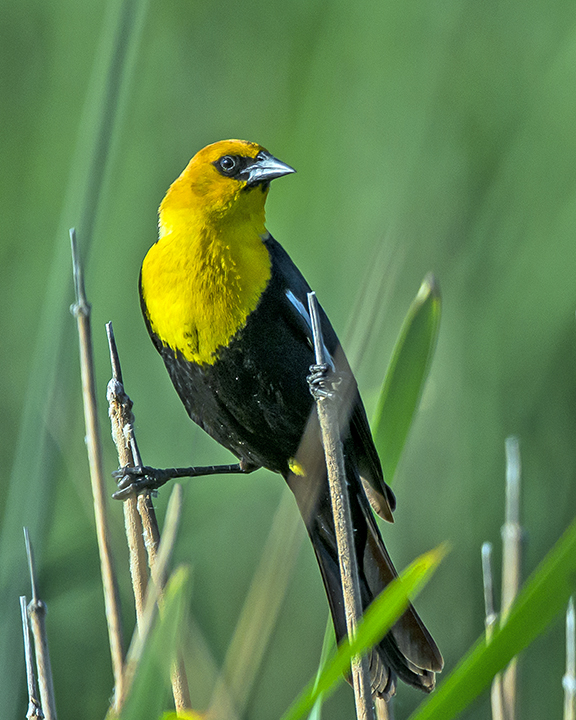 Yellow-headed Blackbird (1 of 1).jpg