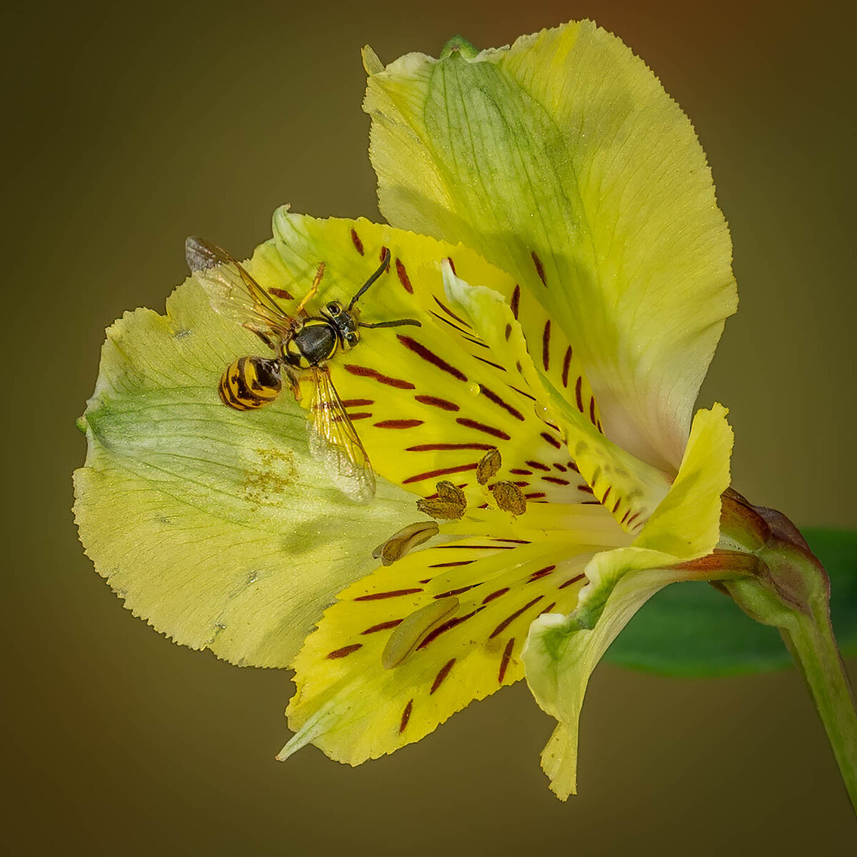 Yellow Jacket on Alstroemeria_.jpg