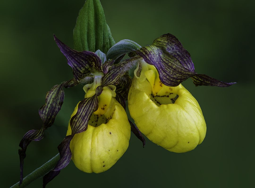 Yellow Lady's-slipper close-up with blur.jpg