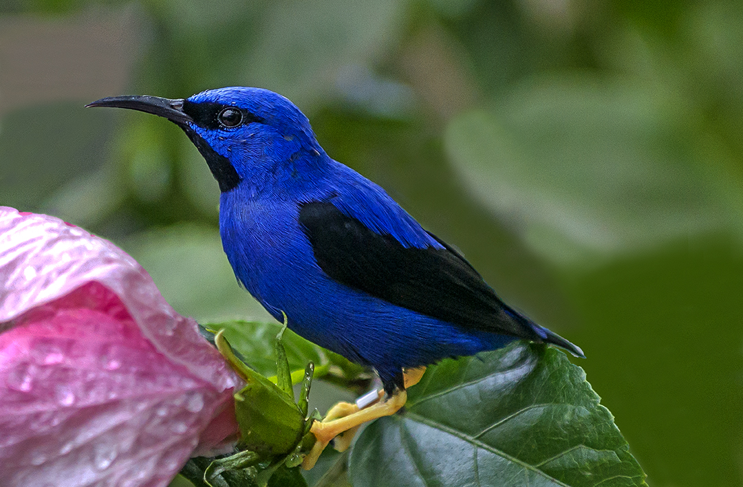 Yellow-legged Honey-creeper (1 of 1).jpg