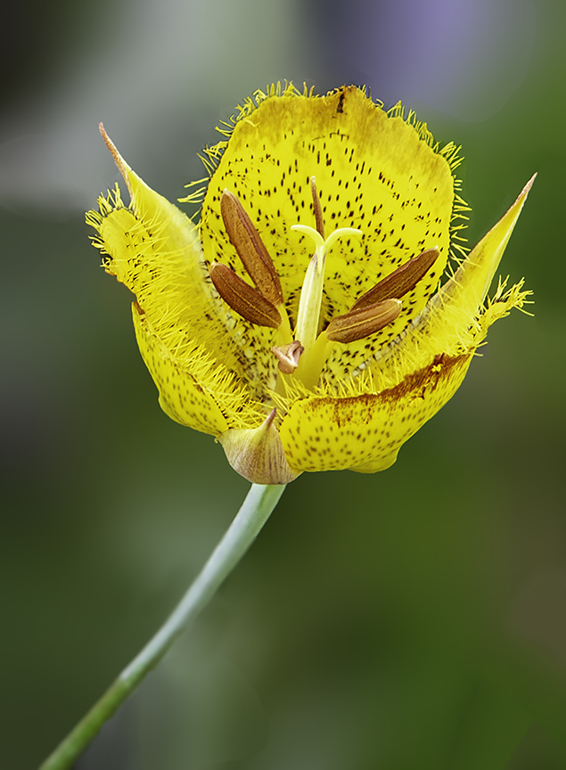 Yellow Mriposa Lily.jpg
