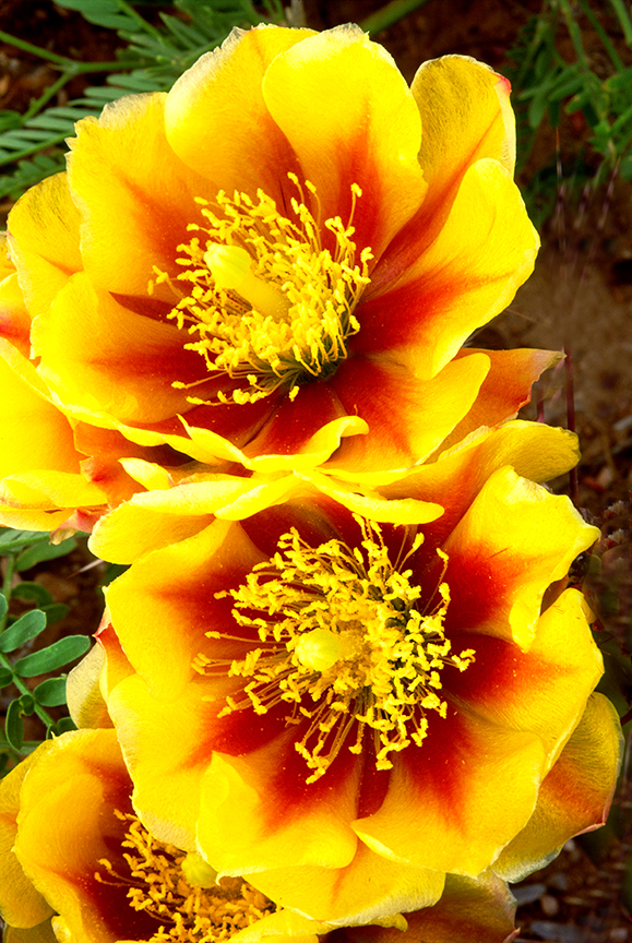 yellow prickly pear.jpg