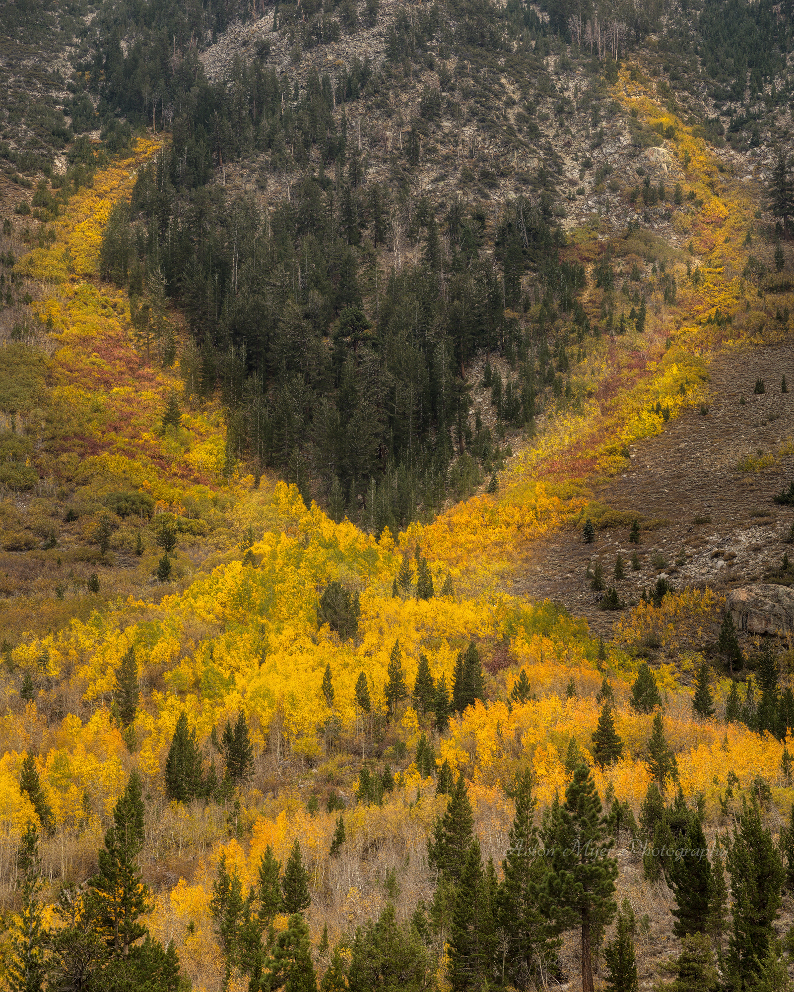 Yellow Ribbon.jpg