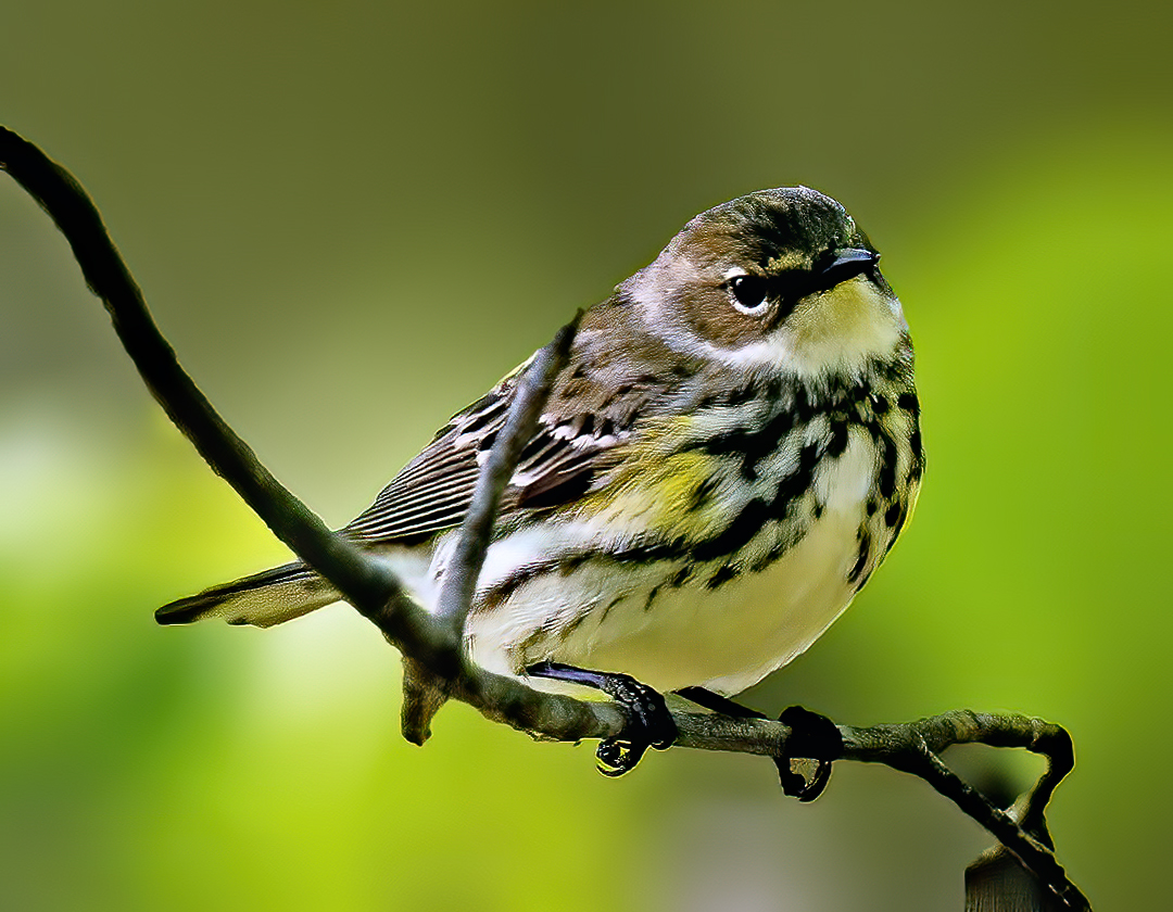 Yellow-rumped Warbler (Myrtle variety).jpg