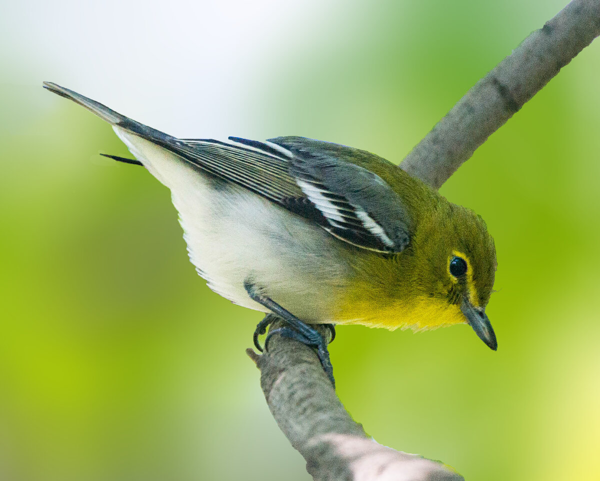 Yellow-throated Vireo 3 (1 of 1).jpg