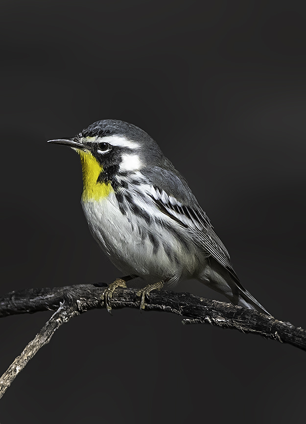 Yellow-throated Warbler.jpg