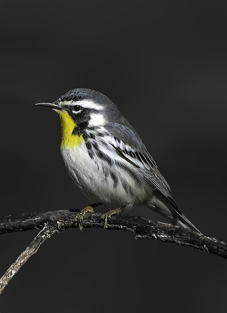 Yellow-throated Warbler.jpg