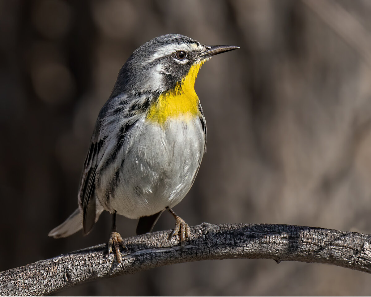 yellow throated warbler.jpg