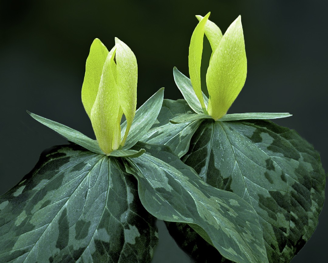 Yellow Trillium duo.jpg