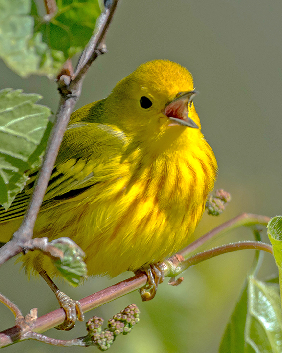 Yellow Warbler.jpg