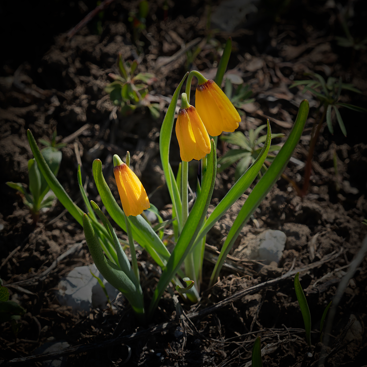 YellowFritillaryCropSharpNik.jpg