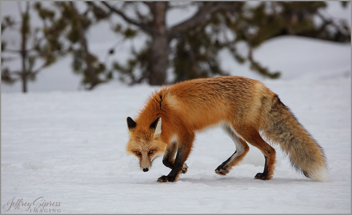 yfox1.jpg