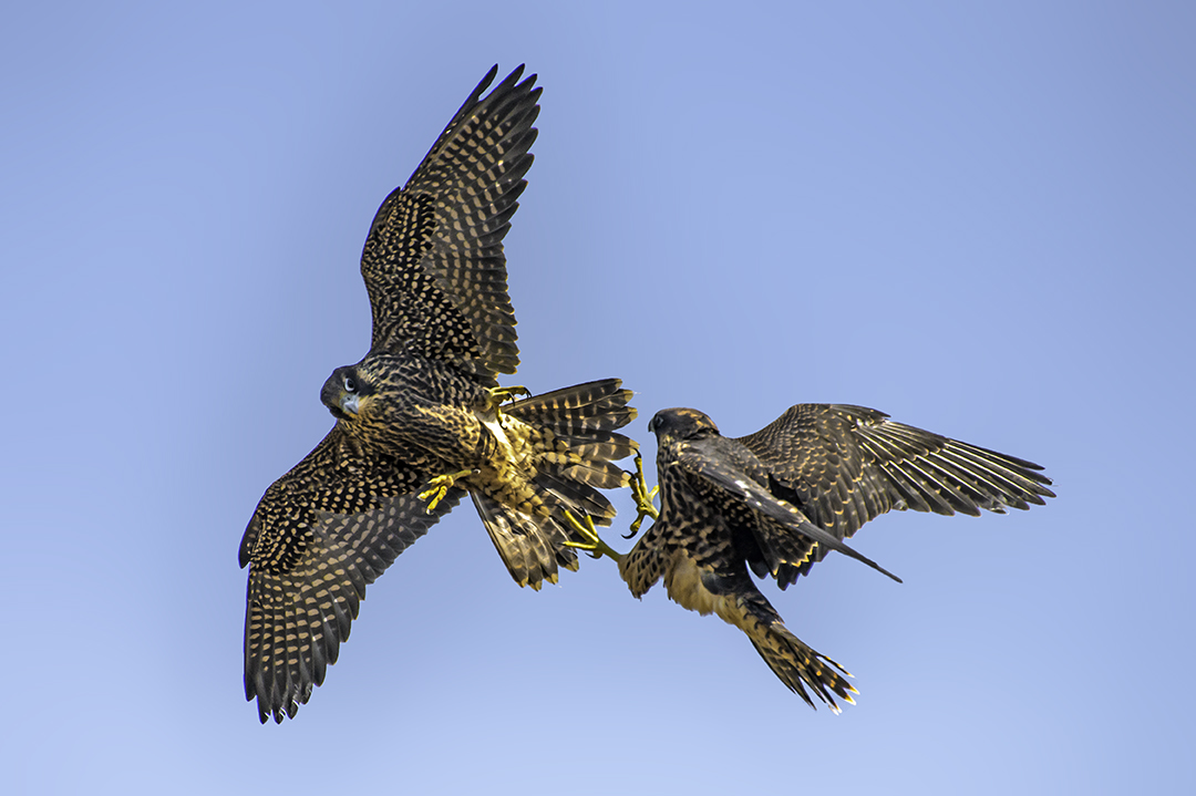 young Peregrine falcons.jpg