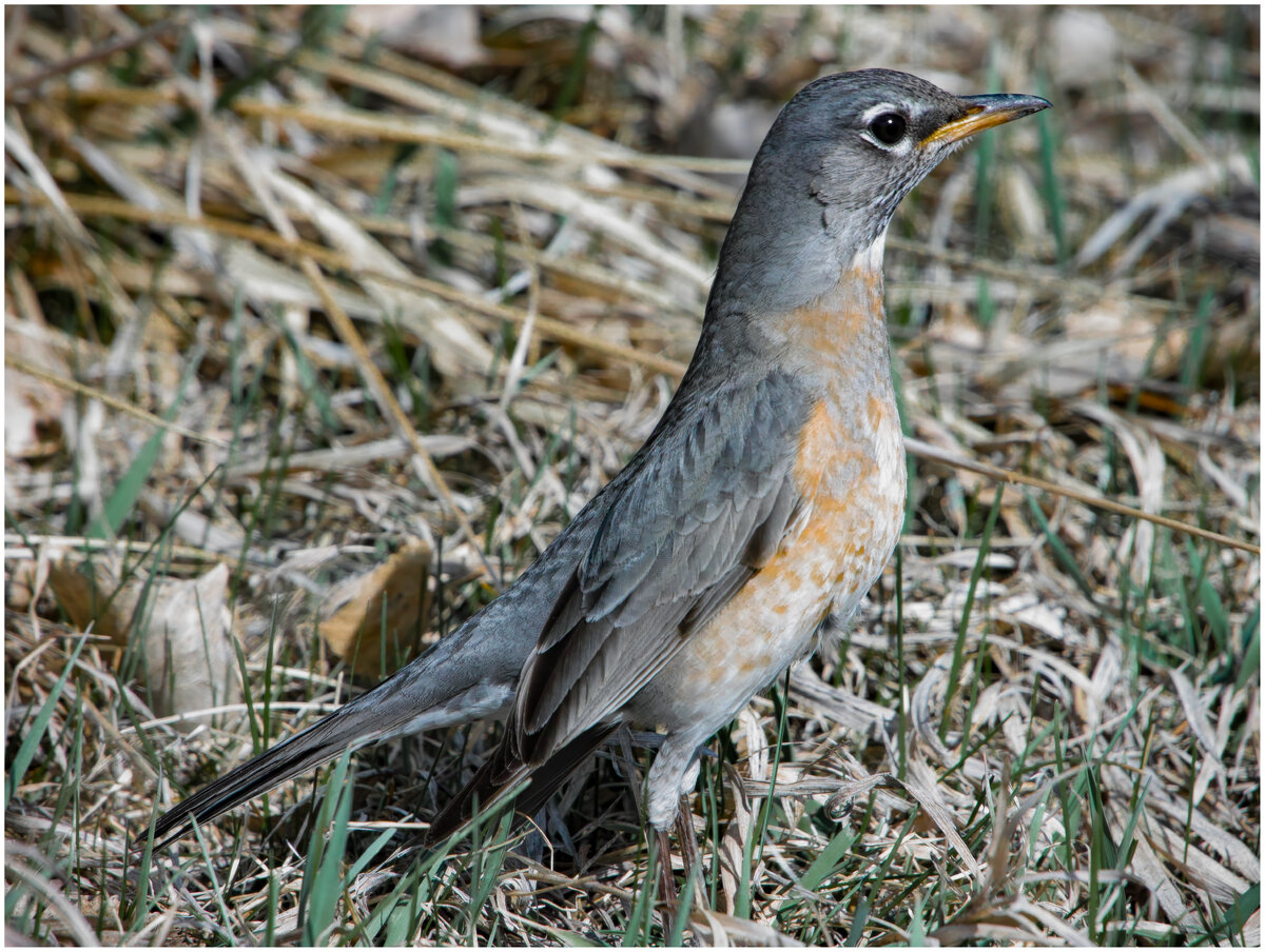young Robin.jpg