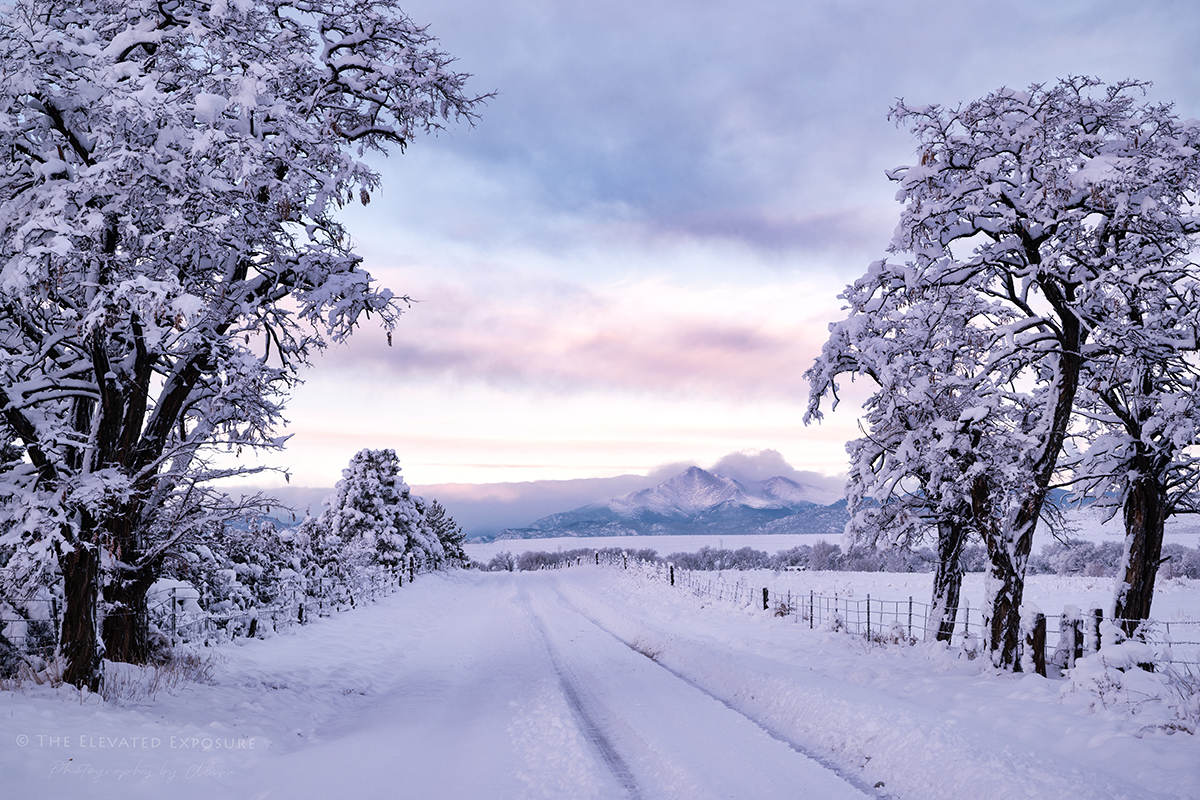 Spring in December | Focal World