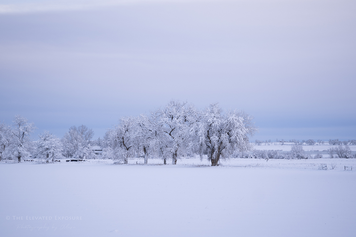 Spring in December | Focal World