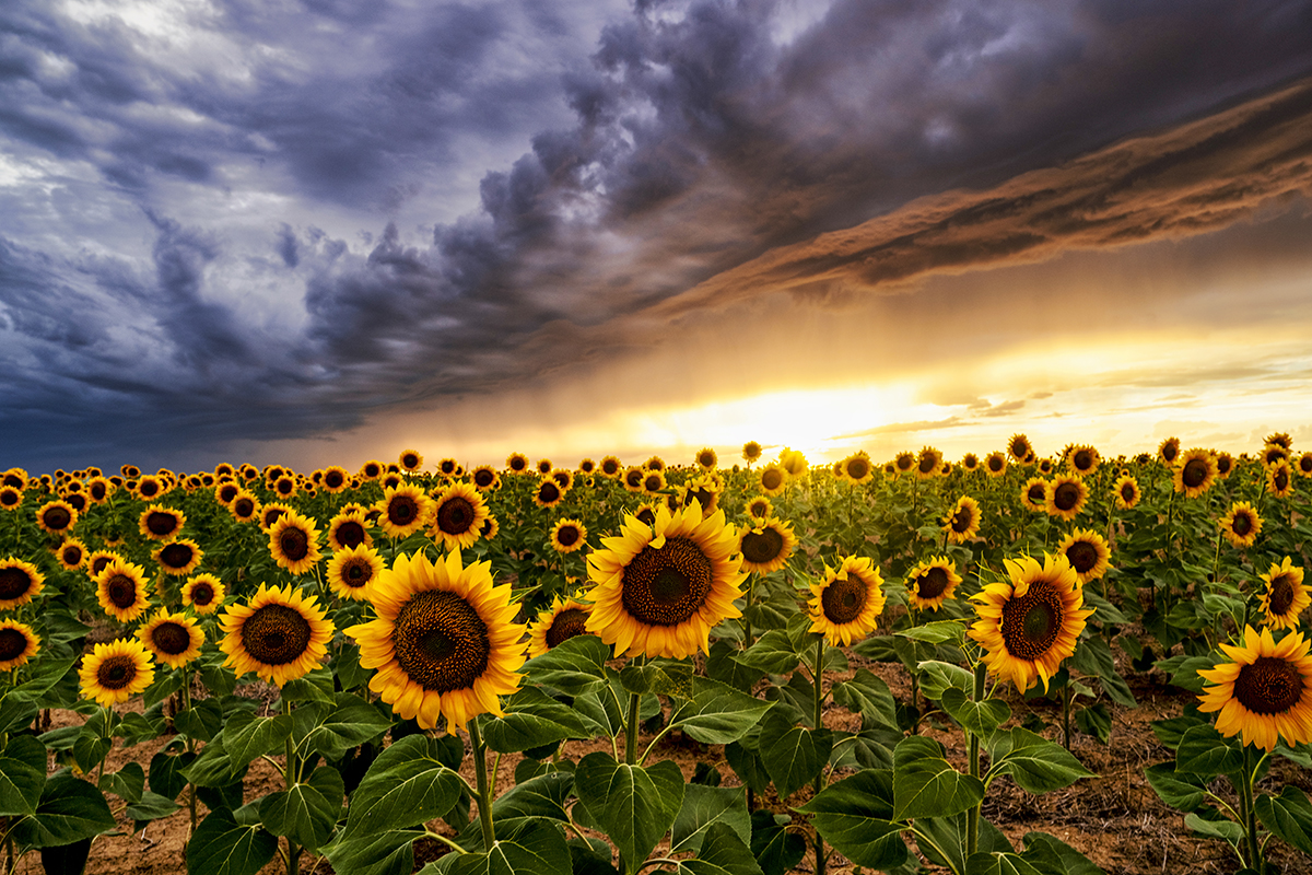 Z09_9420 copy new copy.jpg