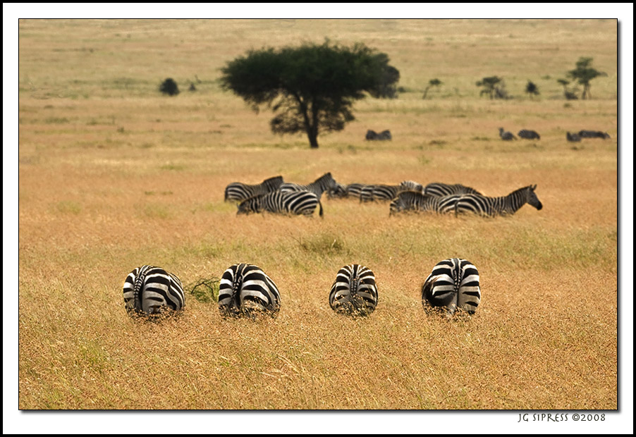 zebrabutts1.jpg