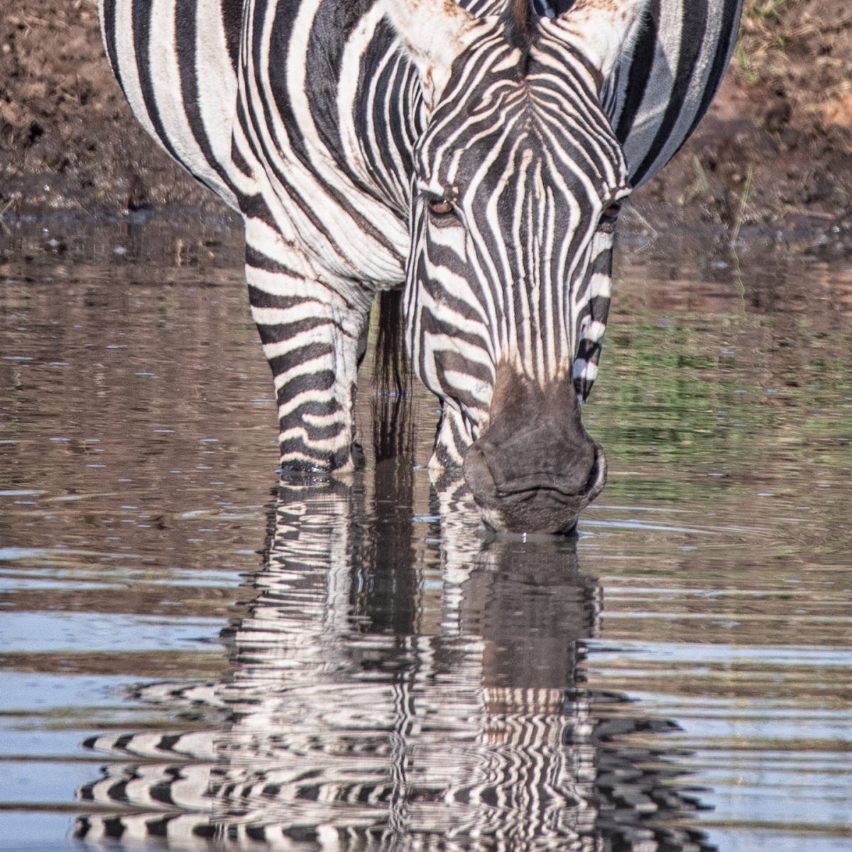zebraface-reflection.jpg