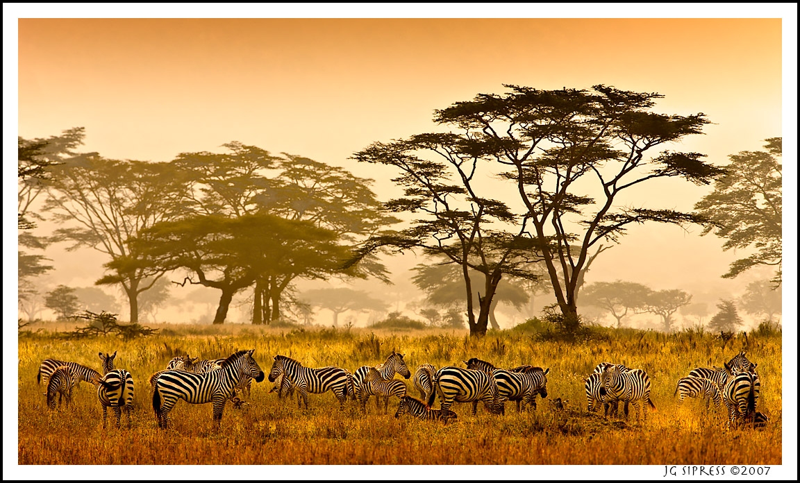 zebragroup2a2018.jpg