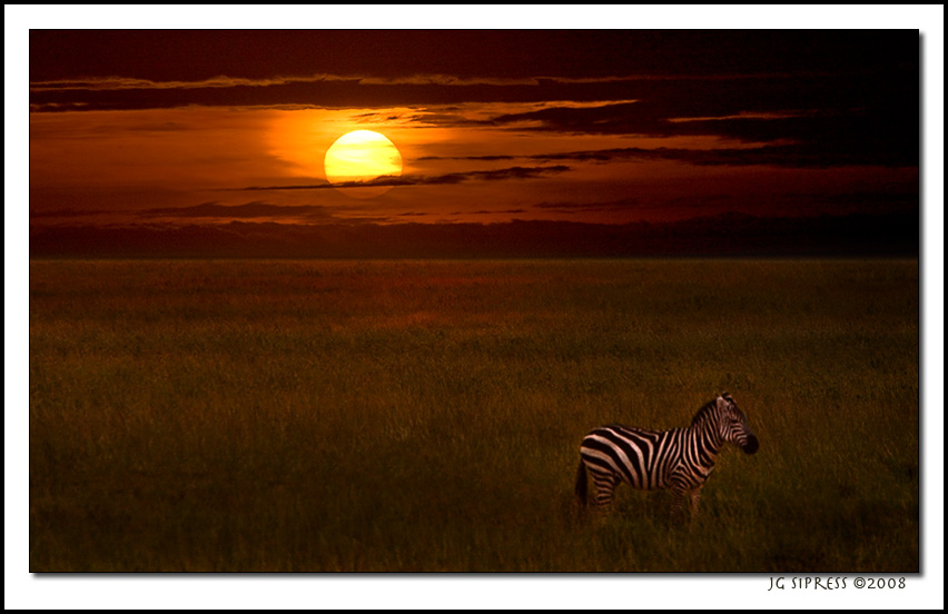 zebrasun1.jpg