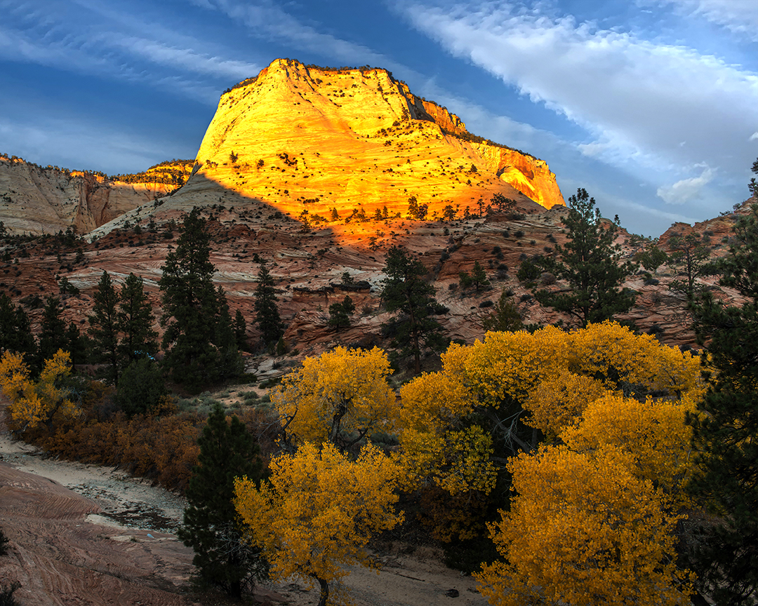zion cottonwoods.jpg