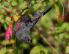 Glossy flowerpiercer-2298-Edit.jpg