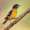 Black-headed grosbeak-9339-Edit.jpg